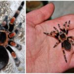 Tarentule araignée mexicaine