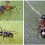 Araignées de cheval Myrmarachne plataleoides