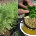 Infusion d'aneth et de cumin de Giardia