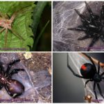 Les araignées les plus effrayantes