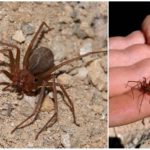 Araignée ermite brune