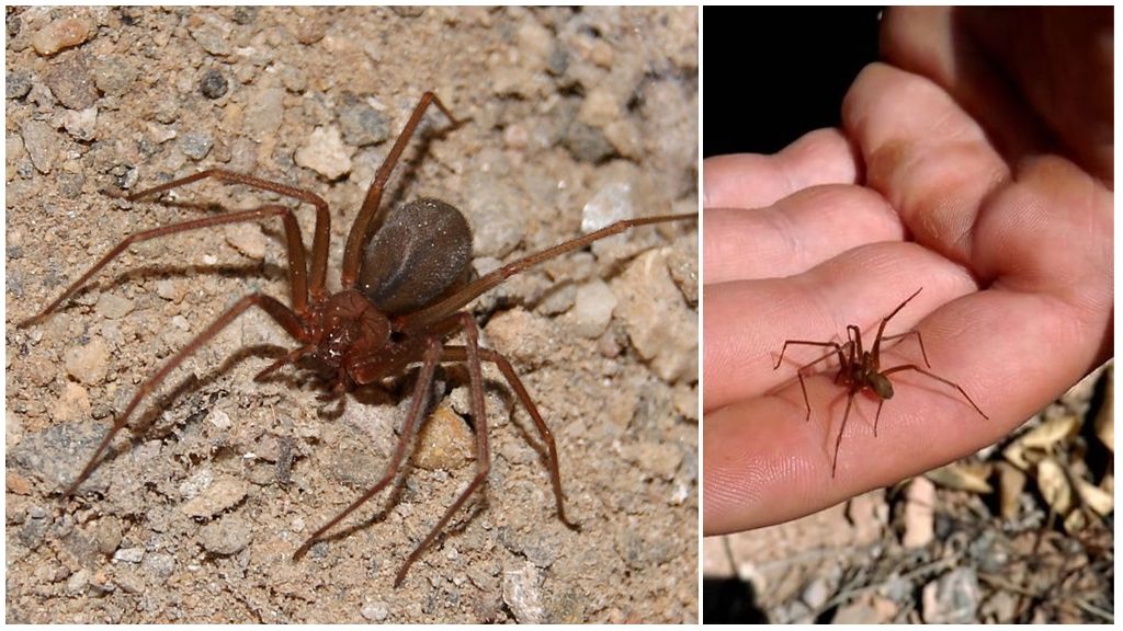 Araignée ermite brune