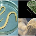 Les parasites