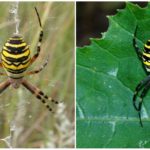 Guêpe araignée ou Argiope Brunnich
