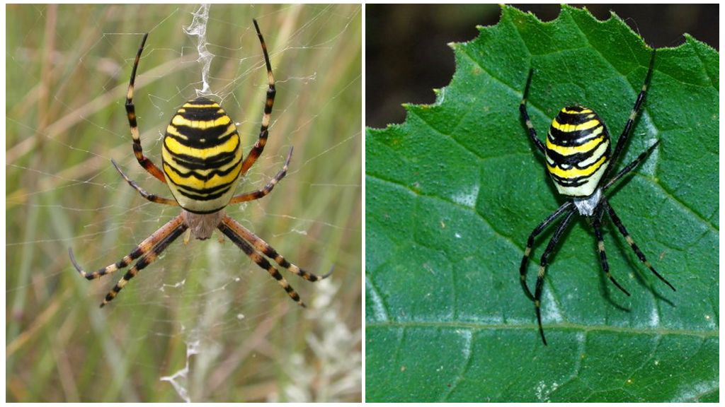 Guêpe araignée ou Argiope Brunnich