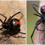 Araignée veuve noire