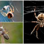 L'araignée tisse une toile