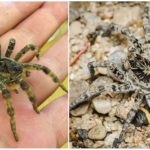 Tarentule de Russie du Sud (araignée Mizgir)