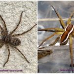 Araignées de chasseur