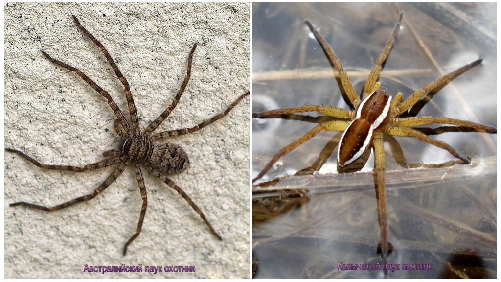 Araignées de chasseur