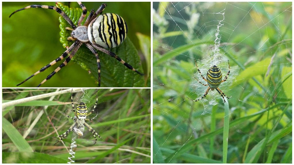 Guêpe araignée ou Argiope Brunnich