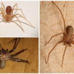 Araignée ermite brune