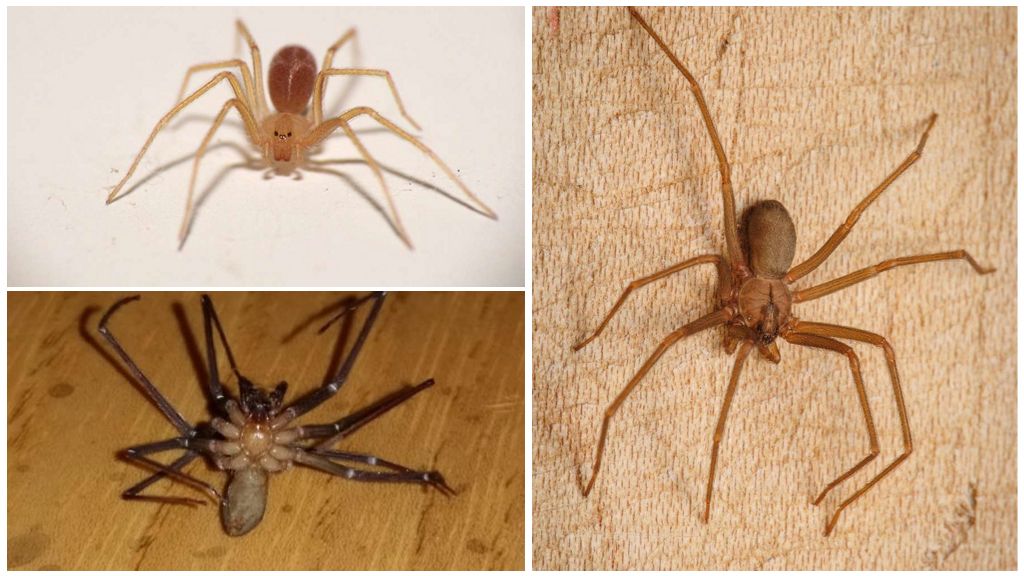 Araignée ermite brune
