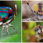 Araignée paon
