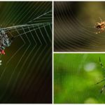 L'araignée tisse une toile