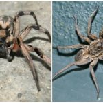 Tarentule Araignée
