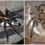 Araignées australie