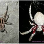 Araignées australie