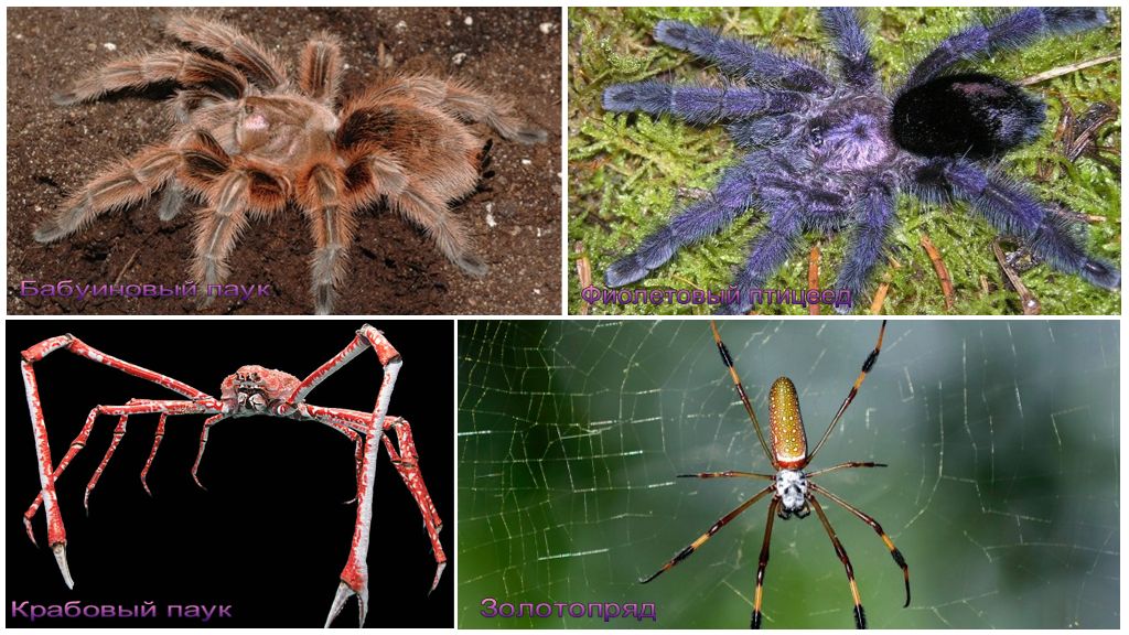 Les plus grandes araignées du monde