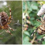 Araignées de tisserand