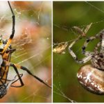 Araignées de tisserand