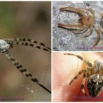 Araignées de Crimée