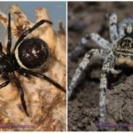 Araignées de Crimée