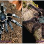 Les araignées les plus effrayantes