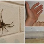 Araignées dans la maison