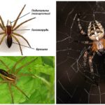 Araignées