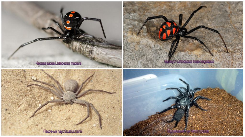 Araignées toxiques