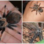 Tarentule Araignée