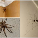 Araignées dans la maison