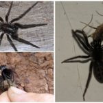Entonnoir araignée