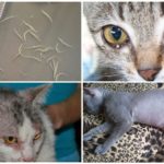 Les signes de l'ascariose chez les chats