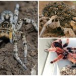 Araignées nicheuses