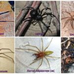 Les araignées les plus effrayantes
