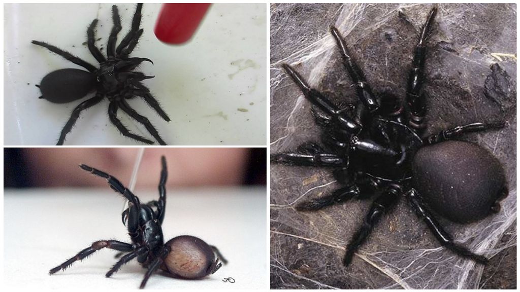 Sydney araignée d'entonnoir