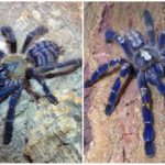 Tarentule araignée bleue
