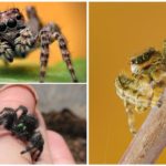 Scooter ou araignée sauteuse