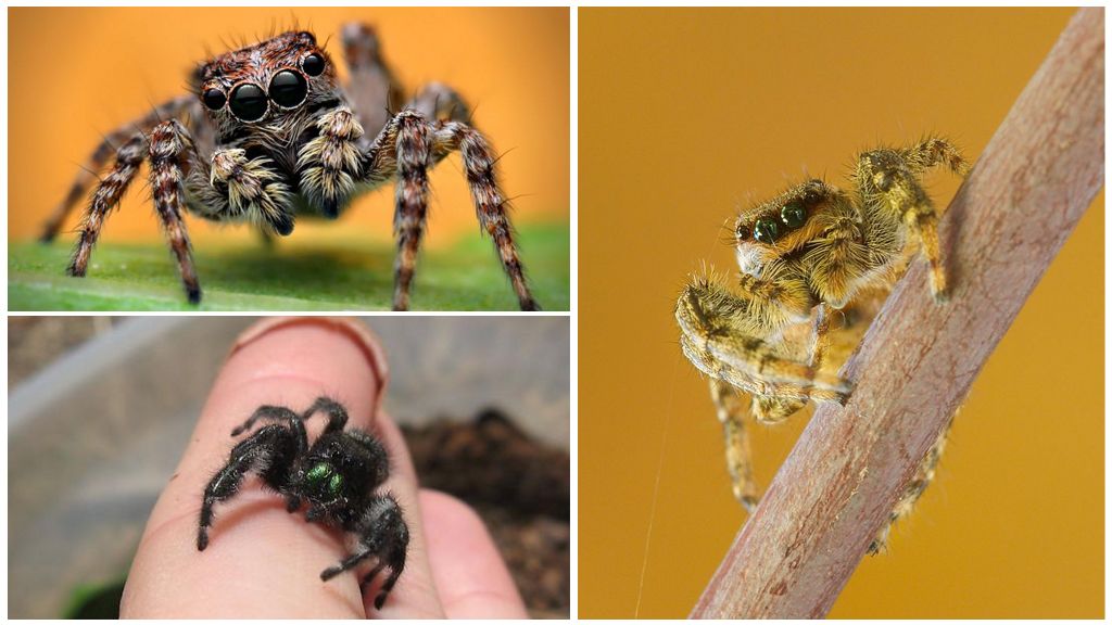 Scooter ou araignée sauteuse