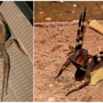 Araignée errante brésilienne