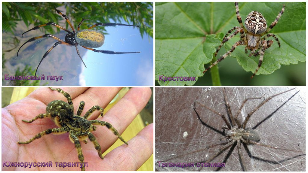 Les plus grandes araignées du monde