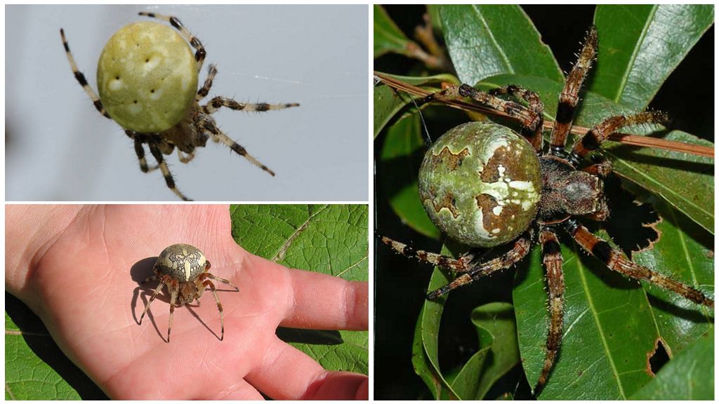 Types d'araignées krestovikov