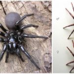 Sydney araignée d'entonnoir