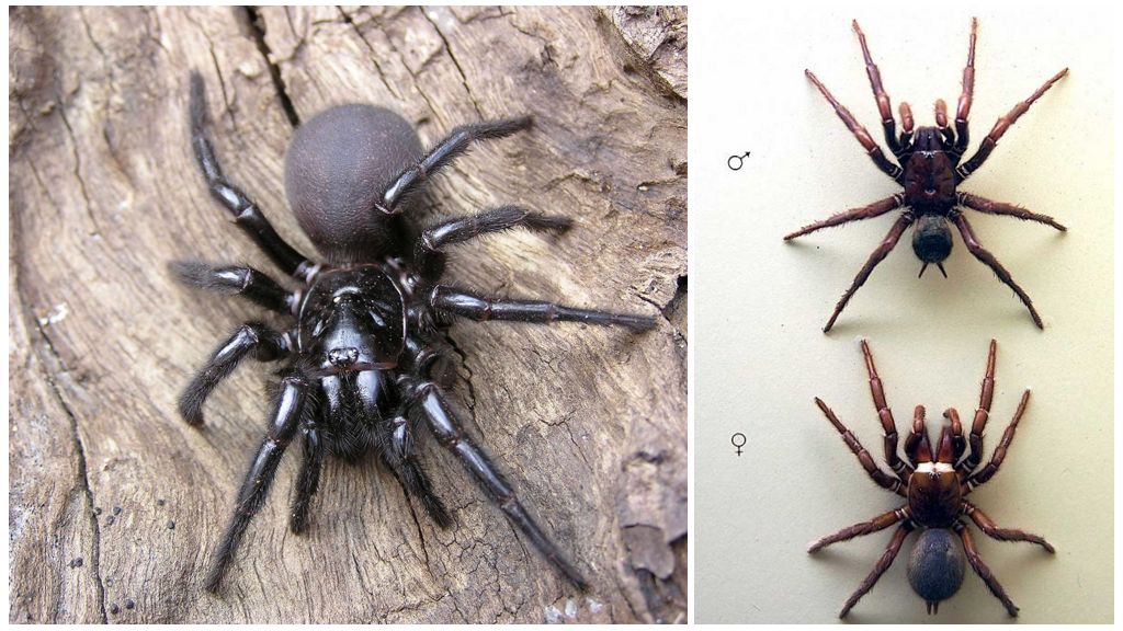 Sydney araignée d'entonnoir