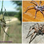 Araignées toxiques