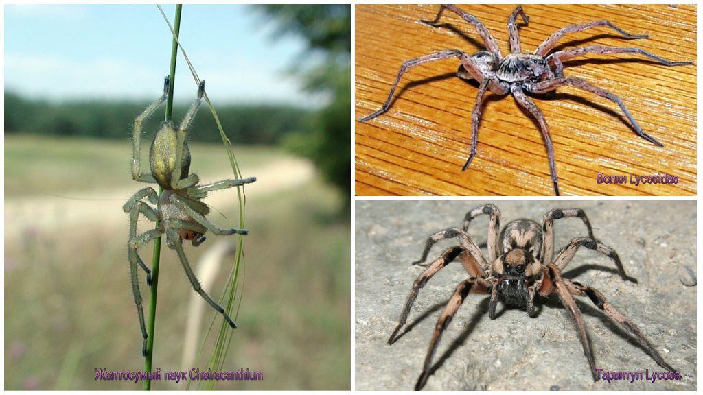 Araignées toxiques