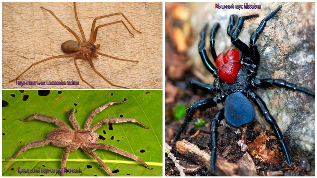 Araignées toxiques