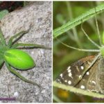 Araignées vertes de Russie